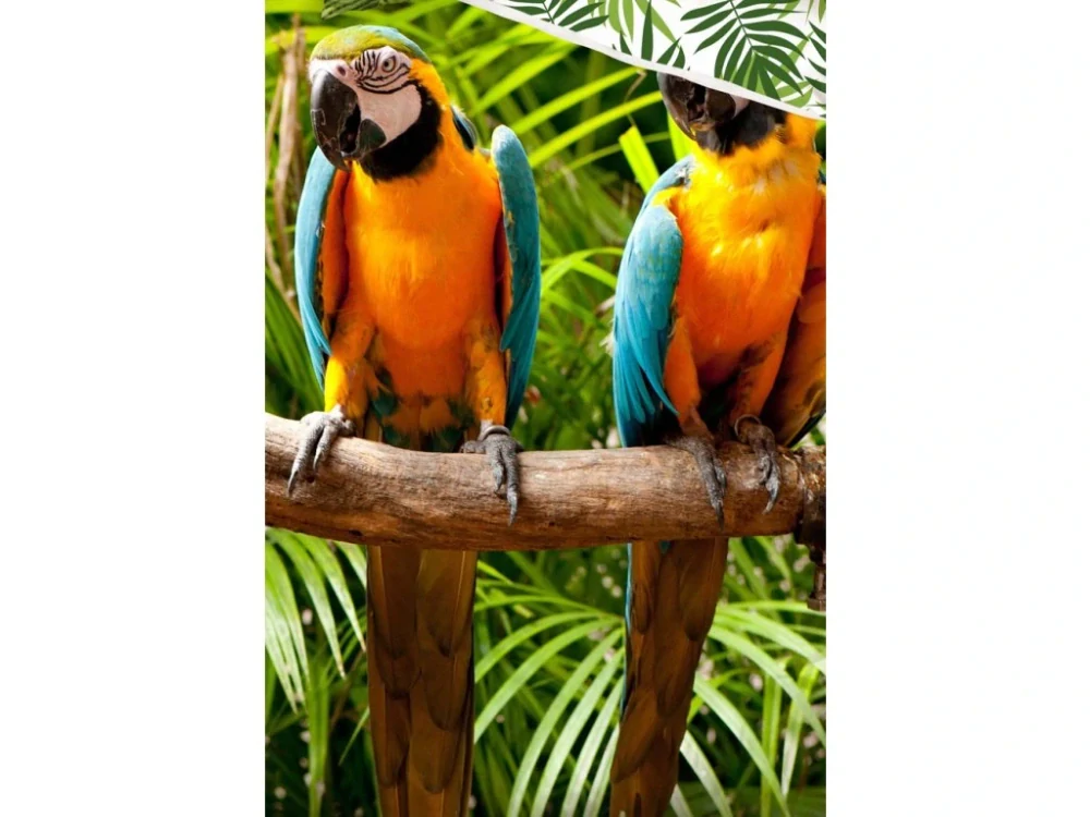 Novinka 2026 - Bavlnené obliečky Papagáje Ara - 140x200 / 70x90